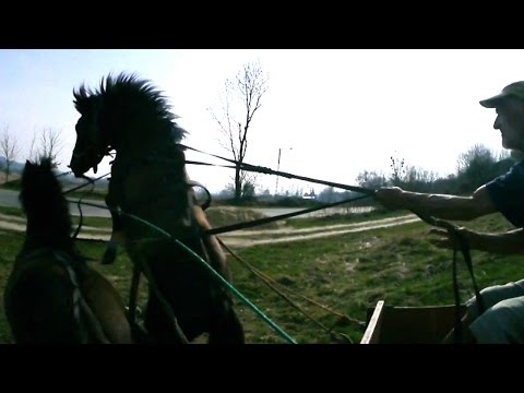 RUSZYŁ Z KOPYTA KONIE w ZAPRZĘGU