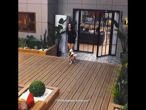 ZEYD ELİF'İ KÖPEKTEN KORUYOR 🥰 | Kısmetse olur #elzey #zeyd #kısmetseolur #elif