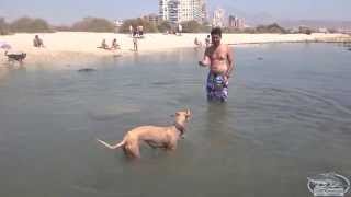 preview picture of video 'Sira en la playa de perros de El Campello (Alicante)'