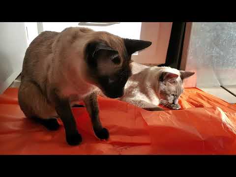 ASMR Tissue paper wrapping paper | Creasing, crumpling, rumpling, wrinkling, rustling | Siamese cats