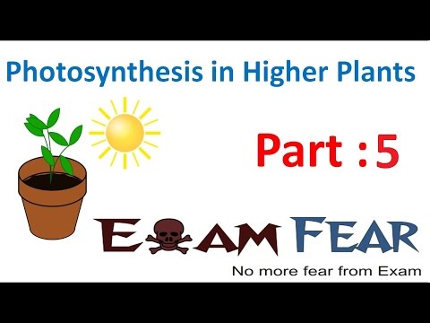 Biology Photosynthesis in Higher Plants Part 5 (Where does it occur) CBSE class 11 XI Video