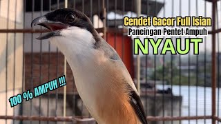 Download lagu burung cendet gacor BONGKAR ISIAN JITU UNTUK PANCINGAN CENDET AGAR BUNYI jadikan BURUNG PENTET GACOR mp3 Download lagu burung cendet gacor BONGKAR ISIAN JITU UNTUK PANCINGAN CENDET AGAR BUNYI jadikan BURUNG PENTET GACOR mp3