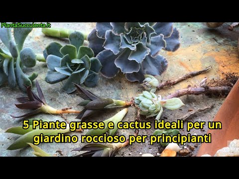 5 Piante Grasse e Cactus ideali per un giardino roccioso per principianti