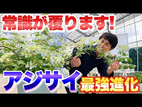 白いパニクラータアジサイを上手に管理して、屋外スペースに完璧な雰囲気を与える方法  庭園