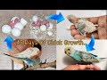 From Budgies Mating To Laying Eggs To Growing Up Everything You Need To Know