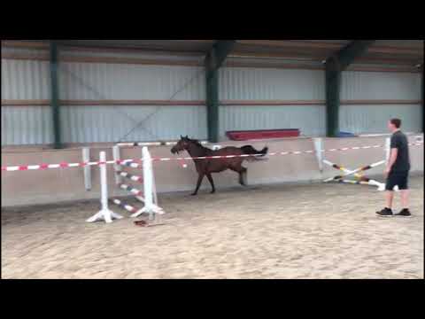 4-jährige Stute von Crunch - Capitol - Leoporello