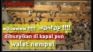 Download lagu Suara panggil walet birahi jantan dan betina stereo, suara panggil walet anti galau sangat mantap mp3