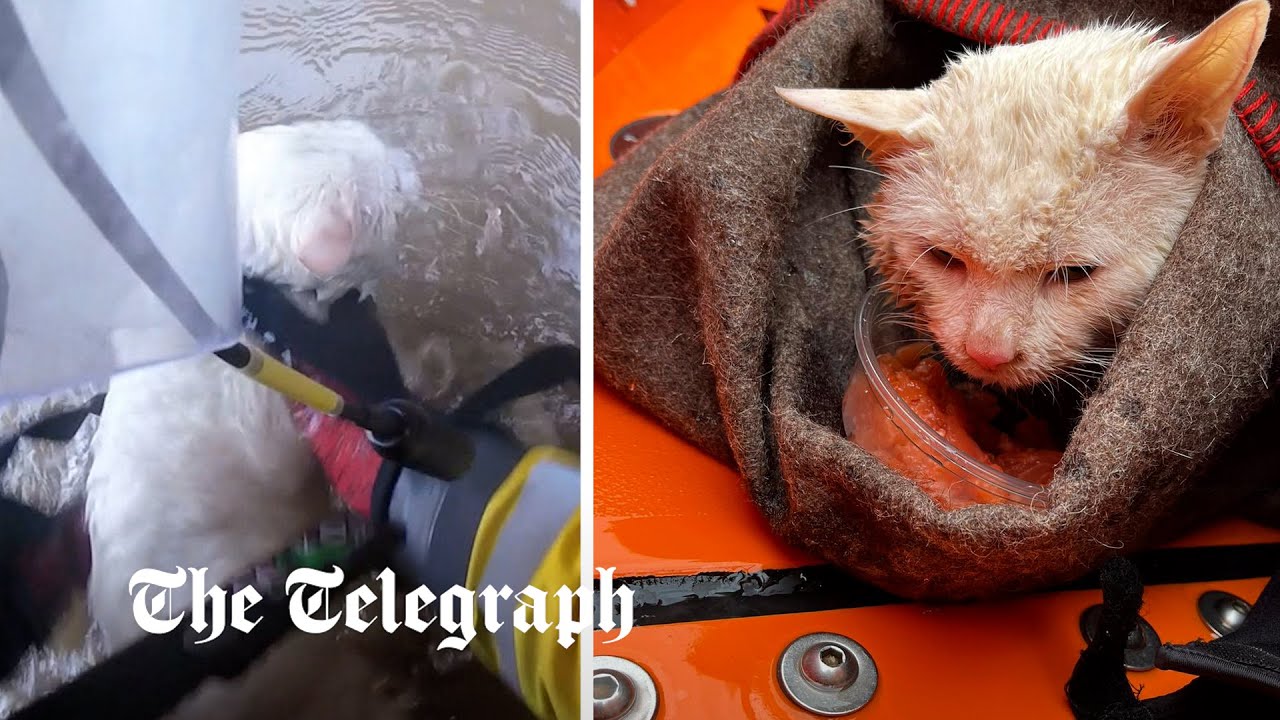 Soggy Moggy: Icicle the cat rescued by RNLI from Norfolk river - Vimarsana News