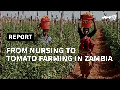 , title : 'Zambia: "A labour of love" for accidental tomato farmer | AFP'