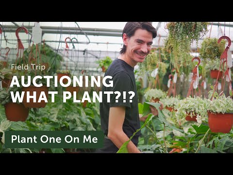 WOW! What Steve's Leaves is GROWING & AUCTIONING! — Ep. 288