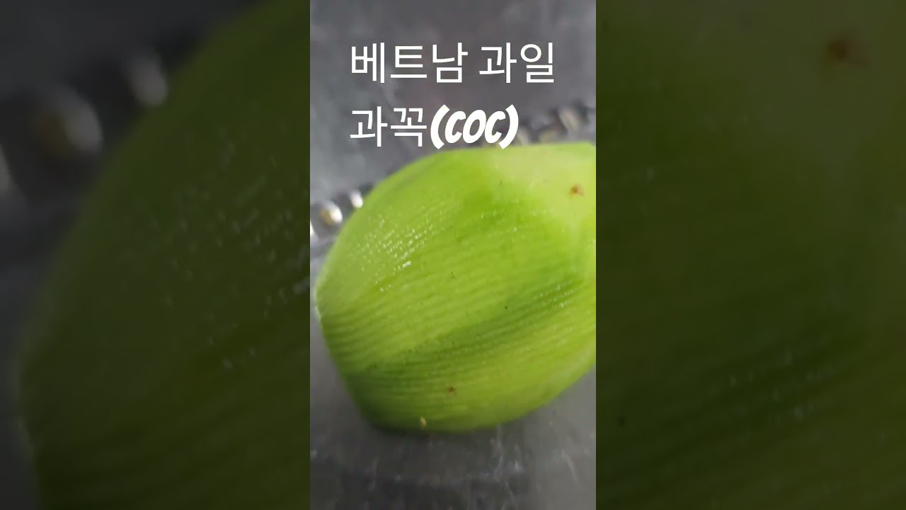 과꼭.스타프루트  새콤한맛.스프에 찍어 먹음 #베트남하노이 #베트남 #베트남과일 #열대과일