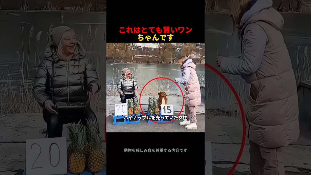 これはとても賢いワンちゃんです#cute #dogs #pets