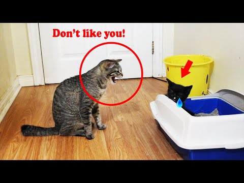cat hisses and growls at me and new little kitten!
