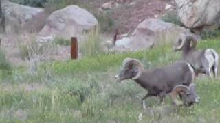 preview picture of video 'Bighorn Sheep at Sunnyside, Utah'