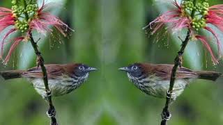 Download lagu suara burung ciung air jantan gacor mp3 Download lagu suara burung ciung air jantan gacor mp3