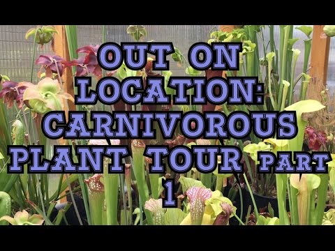 OUT ON LOCATION: TEMPERATE CARNIVOROUS PLANT GREENHOUSE TOUR PART 1/ SARRACENIA'S AND SUNDEWS BLOOMS