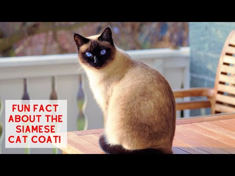 Fun Fact about SIAMESE CATS!