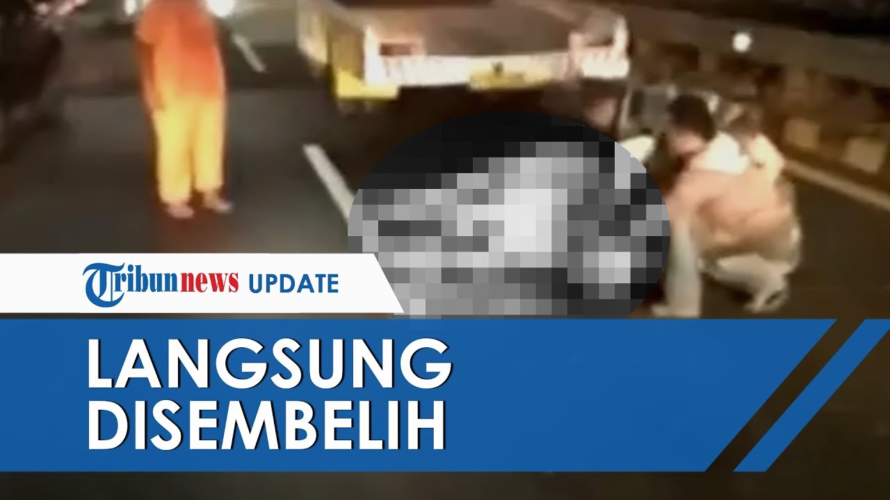 Seekor Sapi Kurban Tertabrak Taksi di Ruas Tol Dalam Kota Semanggi