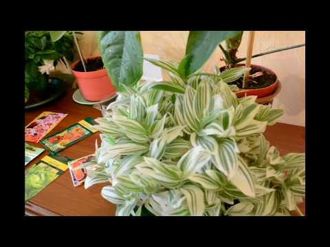 КОМНАТНЫЕ ЦВЕТЫМОИ ЛЮБИМЫЕ РАСТЕНИЯ ЧАСТЬ 1