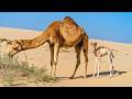 Camels Survival In Harsh Desert Environments Nature S Desert Survivor