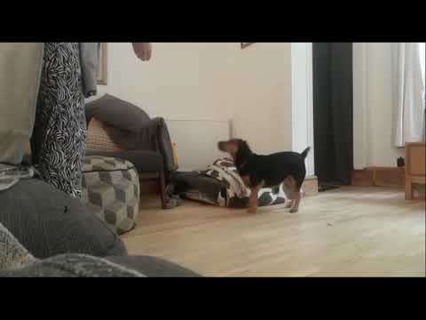 DogWalkersN8 Training with Paula Certified Behaviour Consultant (CBCC-KA) video.