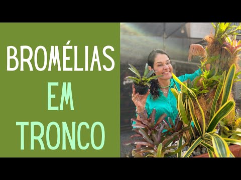 JARDINAGEM: Como plantar e como cuidar de bromélias em tronco