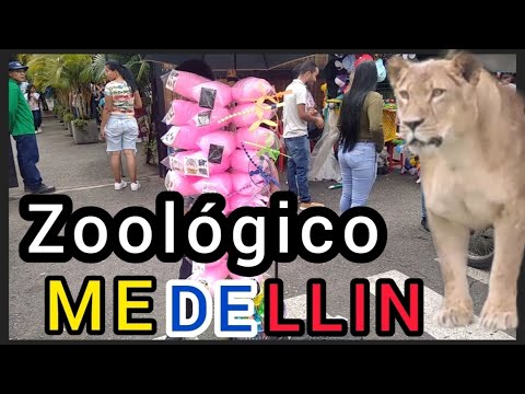 ZOOLOGICO MEDELLIN 2022/Parque de la Conservación with anacondas, crocodiles, lioness and more.