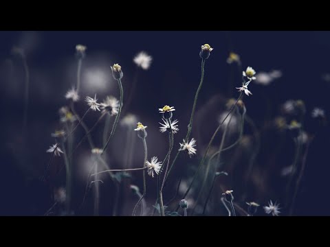 Lane 8 feat. Rae Morris - No Fun