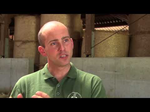 Merinolandschaf in Österreich Deutsch