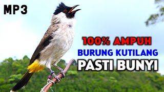 Download lagu Suara Kutilang Gacor Terbaru 2025 Ampuh Untuk Masteran Dan Pikat mp3 Download lagu Suara Kutilang Gacor Terbaru 2025 Ampuh Untuk Masteran Dan Pikat mp3