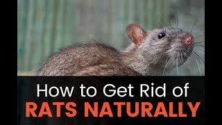 Here are some home remedies to get rid of rats.. Try them out!