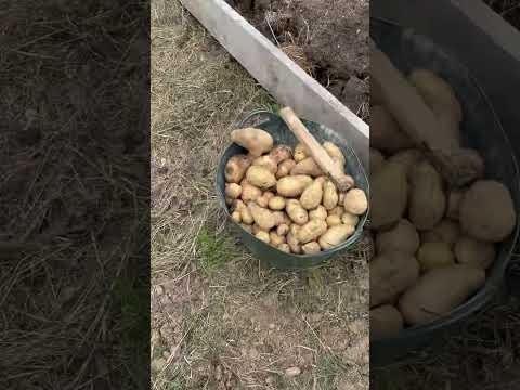 Harvesting Potatoes, Second Early Potato Harvest #growyourown #potato #shorts #gardening #harvesting