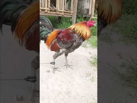 PERRY HATCH MINER BLUES #OFFCOLOR #rooster