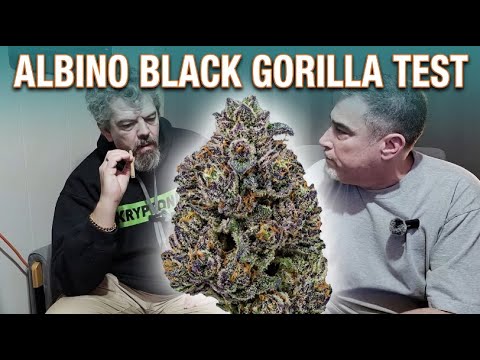 Testing Black Gorilla: How The Albino Version Stacks Up #marshydro