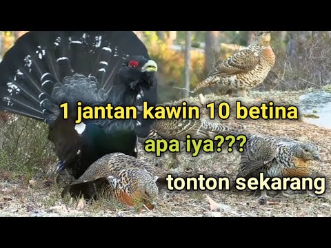 1 jantan 10 lebih betina siap kawin.  dengan cara jantan memberi isyarat suara merdunya.