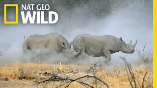 Rhino video thumbnail
