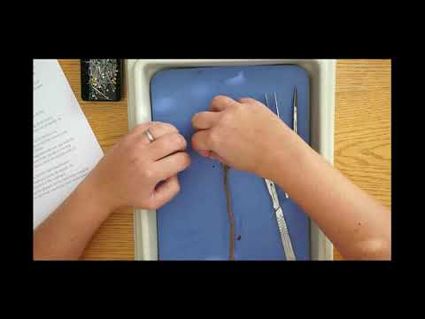 Earthworm Dissection