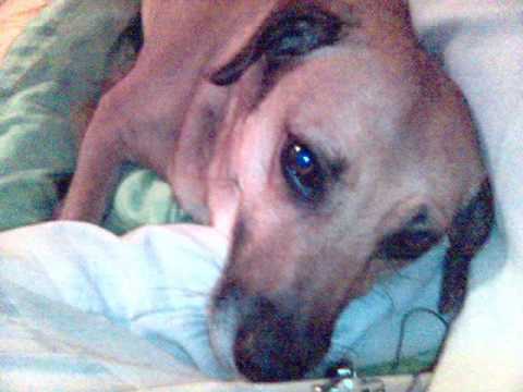 L.U.C. hemoglobina i mój piesek