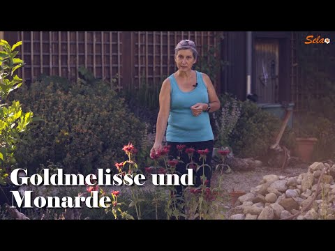 Goldmelisse und Monarde: Antistress pur