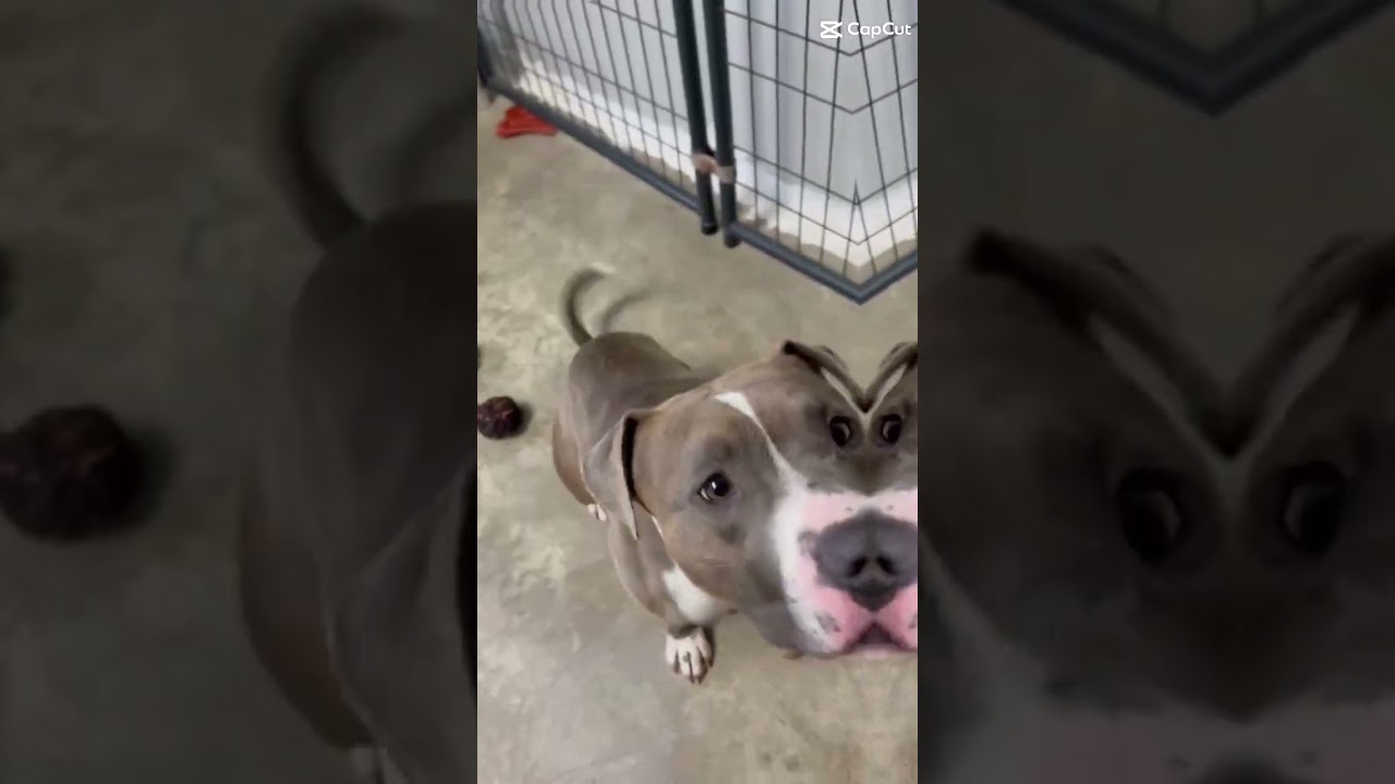 Enlarge DASHER! (ADOPTION FEE SPONSORED!), a Adoptable Pit Bull Terrier in Archbold , OH video 5/5