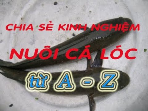 , title : 'Kỷ thuật nuôi cá lóc (Từ A - Z)'