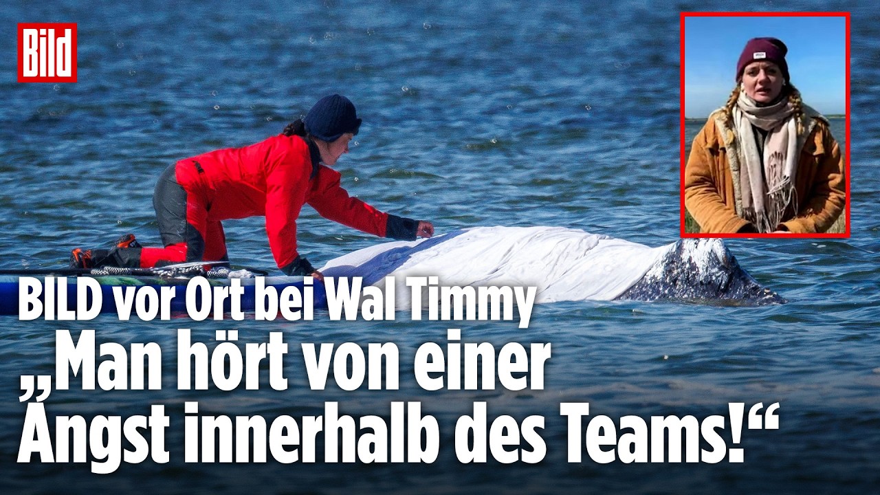 INSEL POEL: Wal Timmy – „Erst DANN können wir richtig beginnen!“ Neuer Rettungsplan in Arbeit!