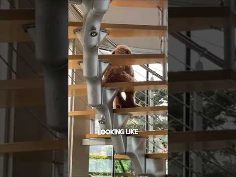 He found out his dog is really a human 😱