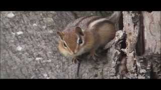 preview picture of video 'One Fat Chipmunk In A Maple Tree In Vermont'