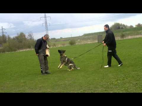 kennel amager jabina imzedrift mohnswise wølfen