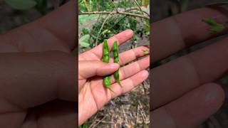 Download lagu Ternyata gude muda rasanya manis #gudemuda mp3 Download lagu Ternyata gude muda rasanya manis #gudemuda mp3