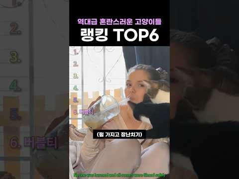 역대급 혼란스러운 고양이들 랭킹 TOP6