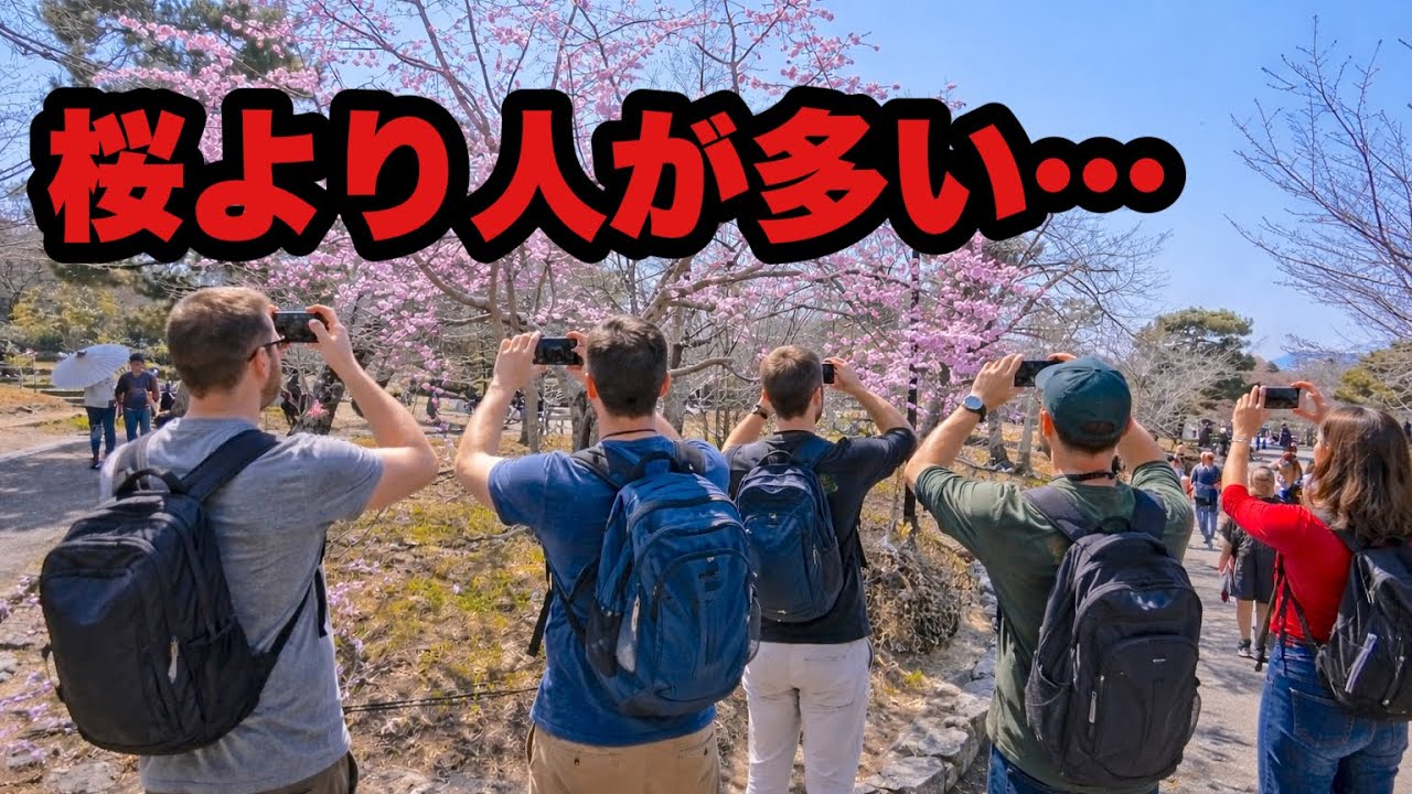 2026年3月22日（日）【京都】円山公園の桜、もう人しか見えない…