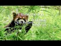 【Giant Panda National Park】 A Tour To The National Nature Reserves | iPanda