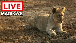 Madikwe Wildlife Reserve in South Africa